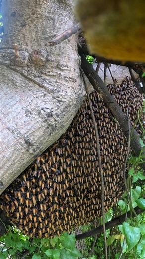 Huge Beehive Found in the Wild 🐝 | Unbelievable Size! #bee #nature #youtubeshorts
