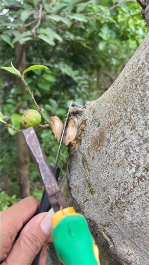 fruiting tree cuttings for bonsai #bonsai