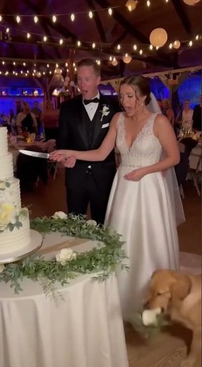 Dog Ruins Wedding Cake in the Funniest Way #fyp #motivation ,#cooking ,#ViralShorts, #FunnyVideo
