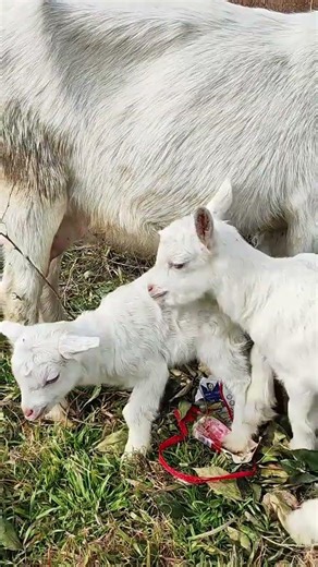 Mama Sheep and Her Baby Lamb – Sweetest Farm Moment! 🐑💕 #cutefarmanimal #puppy #beautifullgoats
