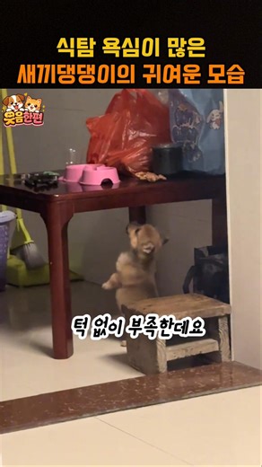 식탐 욕심이 많은 새끼댕댕이의 귀여운 모습
