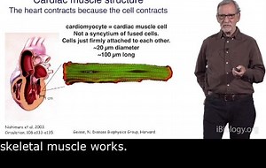 Muscle Biology ：Part 1：A Brief History of Muscle Biology（1864-1969）