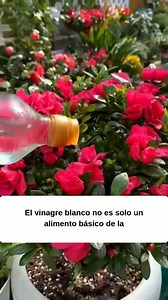 2M views · 64K reactions | Cómo usar vinagre sin dañar tus plantas . . . . . . . . . . . . . . . ¿Vinagre blanco en las plantas? Sí… pero bien usado El vinagre blanco puede ser un gran aliado en el jardín si sabes cómo y cuándo aplicarlo. Usado correctamente puede ayudarte a mantener tus plantas sanas y tu jardín más limpio. #Jardinería #abonoorganico #huerta #Garden | Jardineria Online | Facebook