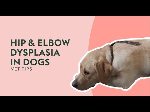 Hip & Elbow Dysplasia In Dogs | Vet Tips