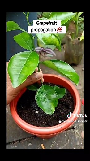 Roots And Shootz on TikTok