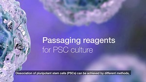 Passaging reagents for PSC culture - Scientific Videos | Thermo Fisher Scientific US