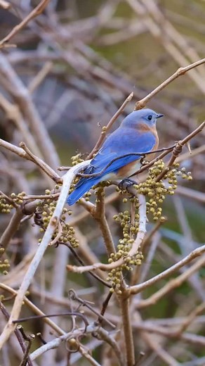 Quick Fact: Eastern Bluebirds one of the most helpful backyard birds for insect control! #EasternBluebird #Bluebird #BackyardBirding #BirdFacts #BirdPhotography #BirdLovers #NatureFacts #WildlifeWednesday #Birdwatching #Songbirds | Hector Garcia