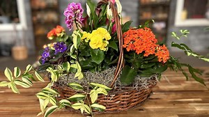 29 reactions · 4 comments | Amanda and Terasa are joined in the studio by Cory Tanner and Christopher Burtt. Terasa shows us garden of the week submissions. Cory and Christopher explain why orchids are potted in bark and discuss “walking onions." Our featured segments are Kalmia Gardens and flower arrangements with Jarretts Jungle. | Making It Grow | Facebook