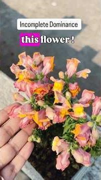 Incomplete Dominance Real Proof | Biodotcom | #Snapdragon #Antirhinummajus #neet #biology