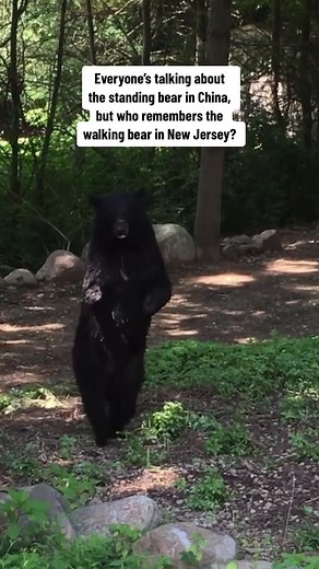 28K views · 691 reactions | Have you ever seen a bear walking on 2 legs like this? (: Joey Esposito) | NJ.com | Facebook