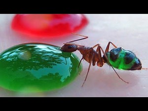 Ants Transparent Abdomen Change To The Colour Of Their Food After Eating | Nutshell school