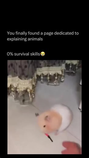 Explaining All Animals on Instagram: "Follow @explaining.animals to learn everything about animals one post at a time 🧠🔥 Hamsters are small rodents known for their round bodies, short tails, and curious personalities. They are popular pets because they are easy to care for and enjoy exploring their surroundings, especially at night when they are most active. In the wild and as pets, hamsters like to burrow, run, and collect food in their cheek pouches. Their playful behavior and simple needs m