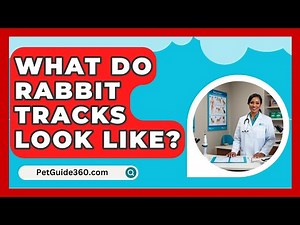 What Do Rabbit Tracks Look Like? - PetGuide360.com
