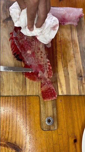 Red rock cod or scorpion fish. #shorts #filleting