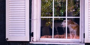 Why Is Your Dog Barking at the Window? | Preventive Vet