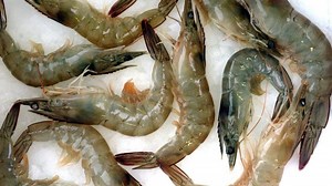 Antibiotika: "Deutsche See" ruft Riesengarnelen zurück