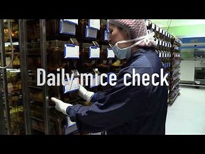 Daily mice inspection