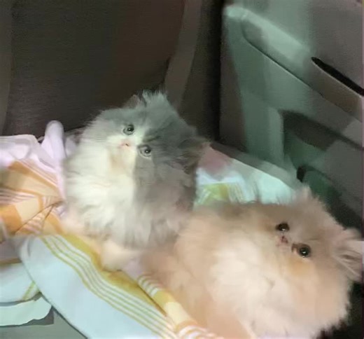 This is when we brought the kittens home✨ They we’re so tiny!! 🥹