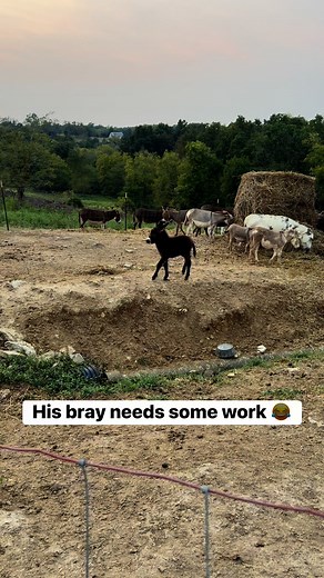 Duke is trying to find his voice 😂 #farmlife #minidonkey #donkey #bray #heehaw | Clutch of Color LLC