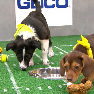 1.4M views · 14K reactions | Who's the most adorable pup-lete this year? Tune in to Animal Planet or stream live on Animal Planet GO at 3PM ET / 12PM PT to watch the Puppy Bowl   | The Dodo | Facebook