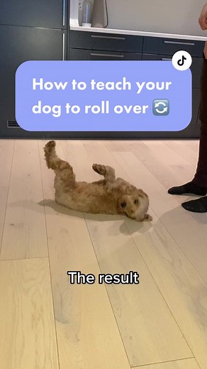 How to teach your dog to roll over 🔄 #cockapoo #dog