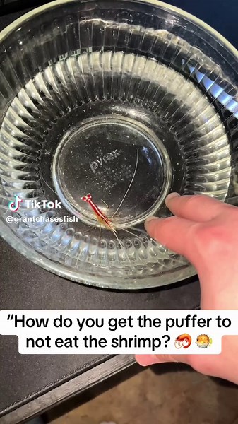 Is the shrimp a sacrifice or friend?? Only time will tell