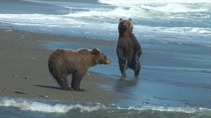 Dancing Bear Video Slowly Stock Footage Video (100% Royalty-free) 18730598 | Shutterstock