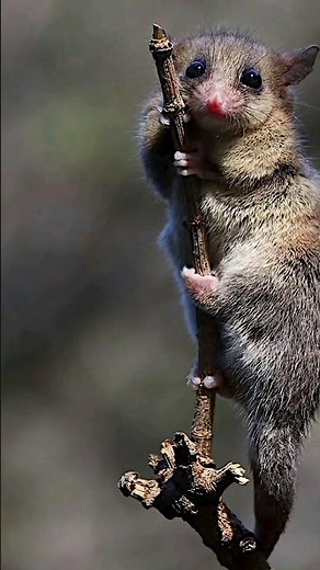 Mountain Pygmy possum #pygmy #possums #animals #facts