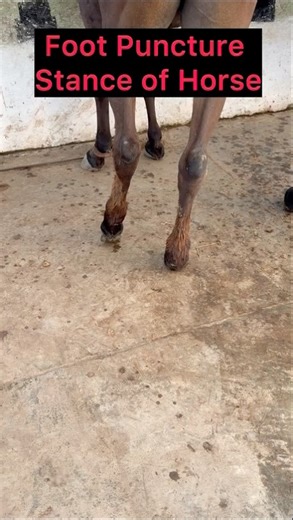 Foot puncture stance in horse. #equinevet