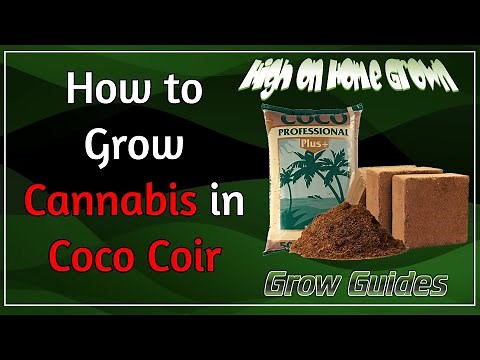 How to Grow Cannabis in Coco Coir, Cannabis Grow Guides #49