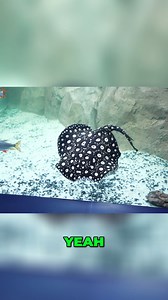 Rescuing Freshwater Stingrays | Forrest Galante