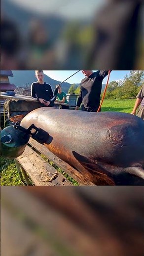 ⬆️ Click to watch full video | Traditional Pig Butchering #butchering #butcher #carpathians #pig
