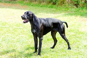 Black German Shorthaired Pointers: Rare Coats and Colors - Active Dog Breeds
