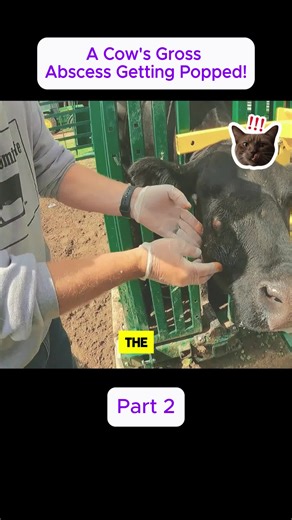 Cow Abscess Treatment: Popping a Gross Infection