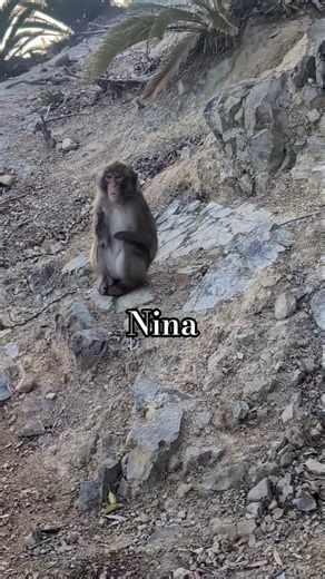 #monkey 最高 #淡路島モンキーセンター