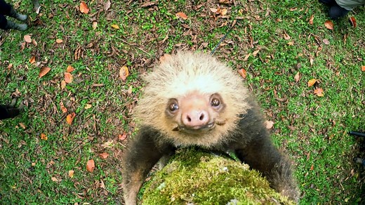 Watch 60 Minutes: How sloths survive as nature’s couch potato - Full show on CBS
