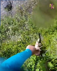 Funniest Animals | Max Wyatt