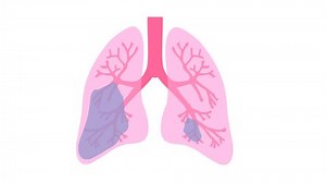 Animation Lungs Person Breathing Ventilation Healthy Stock Footage Video (100% Royalty-free) 1074928121 | Shutterstock