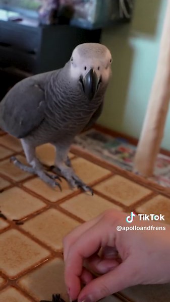 Teach Your Parrot to Talk: Easy Steps & Tips