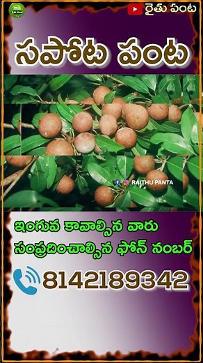 Complete Guide to Sapota Farming | Tips for Growing Chikoo Trees and Boosting Your Crop Yield |