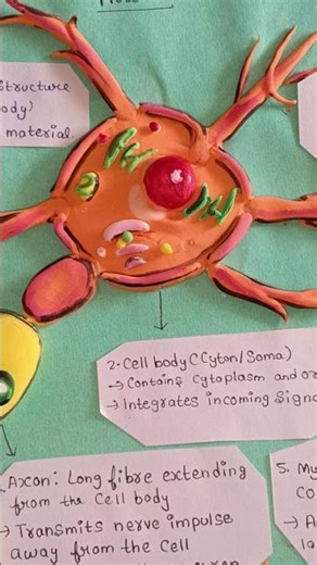 3D model of Neuron(Nerve Cell)🧬🧫🧑‍🔬☣️🦠🧪||#shorts #love #biology #project #science #tlm #cbse #ideas