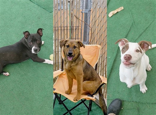 Madison Animal Control at capacity, urges adoptions and fostering