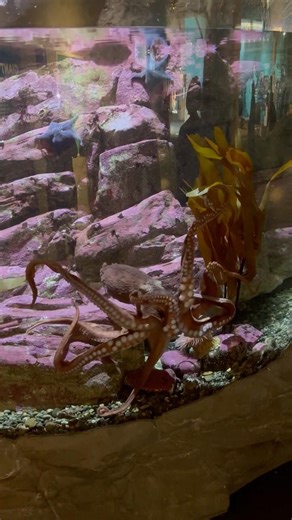 Octopus. Is it alien or not? #seattleaquarium #octopus #aquarium #alien #weirdcreatures