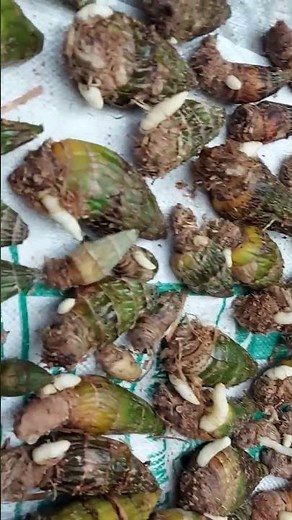 cymbidium orchid back bulbs♥️