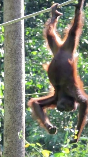 Monkeys Swinging Through the Trees