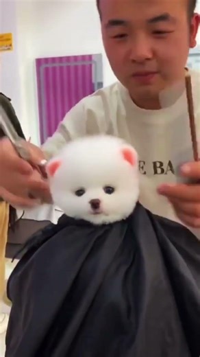 #CutePets #ShunsukePomi #Adorable #CutePets Cute dog #MyDreamDog #AdorablePuppy #SuperCute#small do