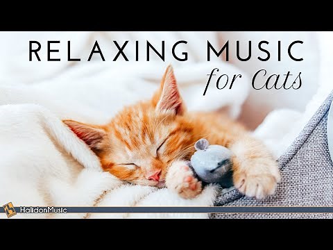 Relaxing Classical Music for Cats