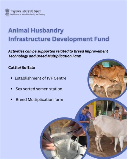 The Animal Husbandry Infrastructure Development Fund (AHIDF) supports initiatives to enhance Breed Improvement Technology and Breed Multiplication Farms for Cattle/Buffalo. Key activities include the establishment of IVF centers, sex-sorted semen stations, and breed multiplication farms, promoting advanced breeding techniques and sustainable livestock development. #AHIDF #BreedImprovement #LivestockDevelopment #SustainableFarming #IVFTechnology | Dept of Animal Husbandry and Dairying, Min of FAH