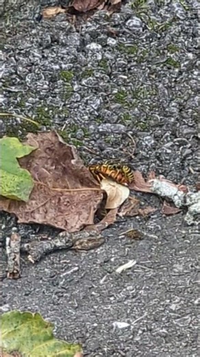 angry wasps defeated by mystery creature!!