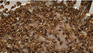 5.4K views · 11 reactions | Mysterious Noises in the Walls: An...